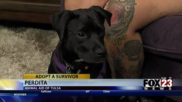 Adopt a Survivor: Meet Perdita