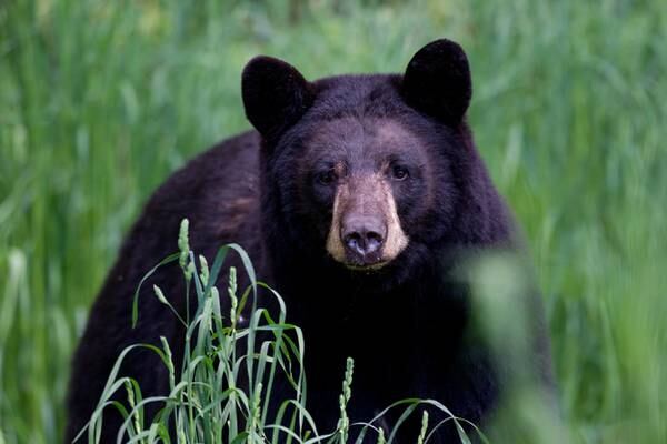 California hiker has face-to-face encounter with bear on trail