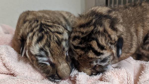Photos: Indianapolis Zoo welcomes tiger triplets