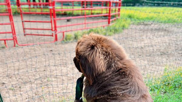 Broken Arrow farm shares stories of unusual friendship between a duck an 165-pound dog