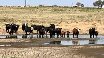 Extreme drought conditions in northeastern Oklahoma hurting ranchers and farmers