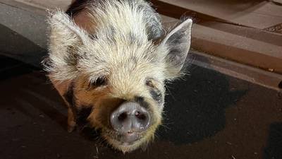 Hog wild: Police return lost pig found wandering in street