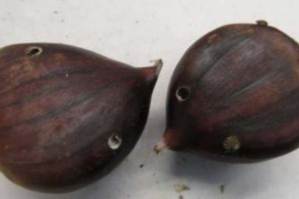 Customs officials in Memphis discover chestnuts infested with insects