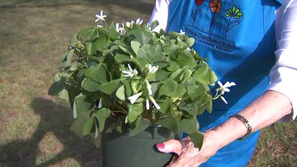 Tulsa Garden Club explains the history of shamrocks and lucky clovers