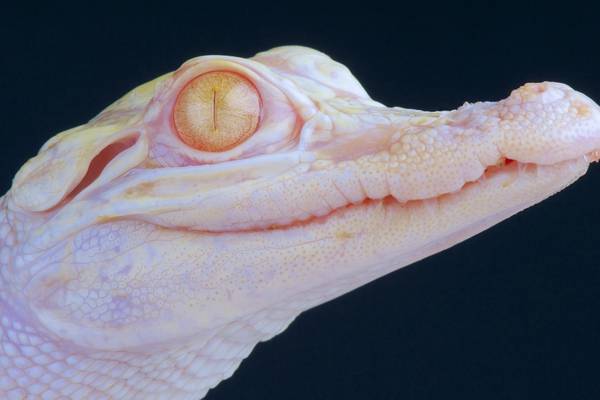 Wild Florida animal park announces arrival of albino alligator