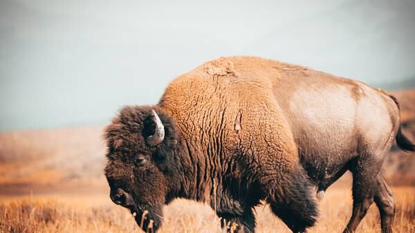 Iowa Tribe of Oklahoma receives relocated bison