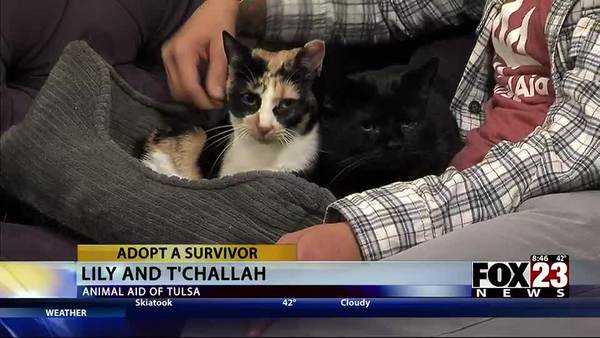 Adopt a Survivior: Meet Lily and T'Challah