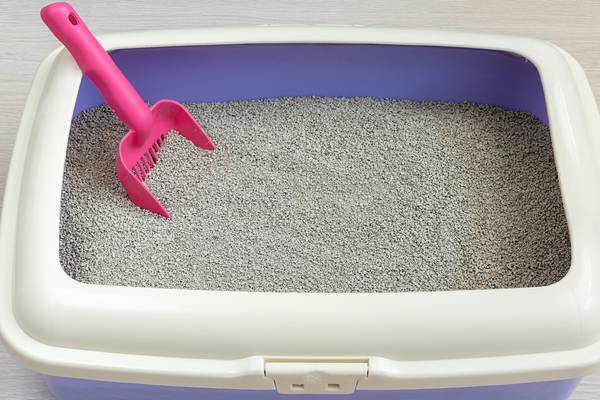Ohio animal rescue will write your ex’s name in litter box for $5 donation