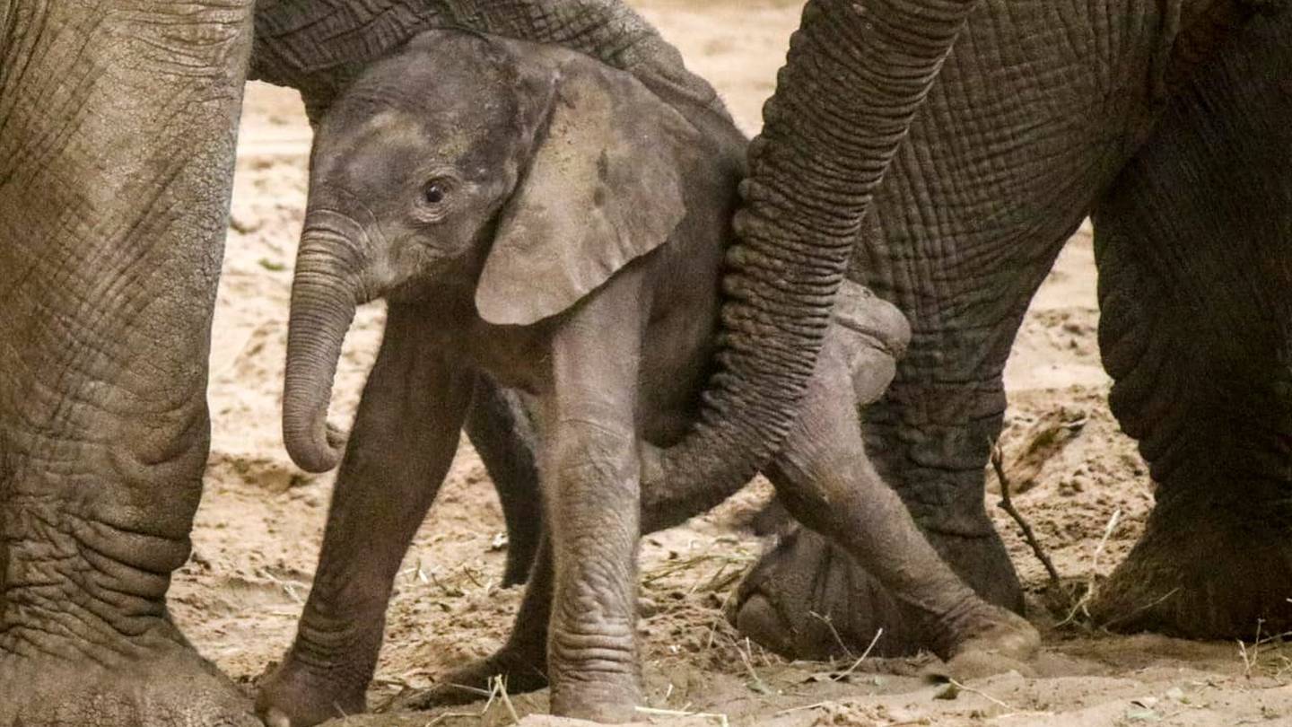 Omaha zoo welcomes new baby elephant – FOX23 News