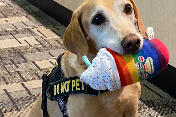 Meet Eebbers, winner of TSA’s 2022 ‘Cutest Canine Contest’