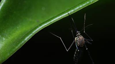 Health Department  says Mosquito found positive for West Nile Virus in Tulsa County