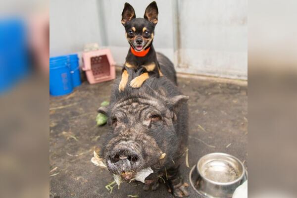 A chihuahua and pig duo from Arizona animal rescue find a new home together