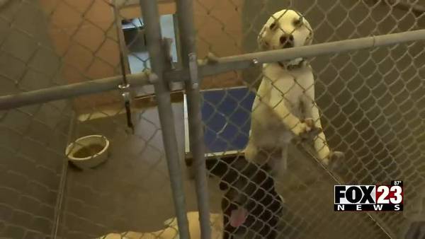 Sand Springs Animal Welfare faces overcrowding, asks public for help
