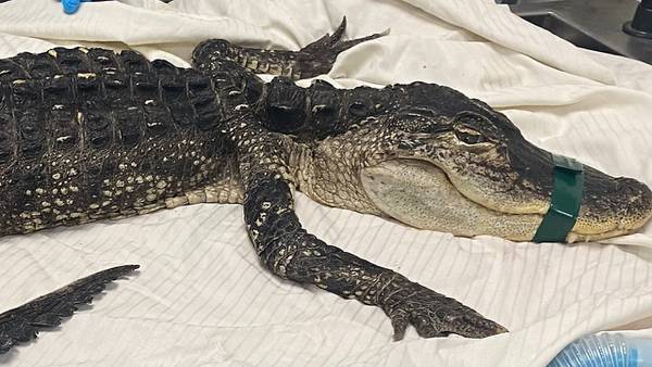 4-foot alligator found in NYC lake