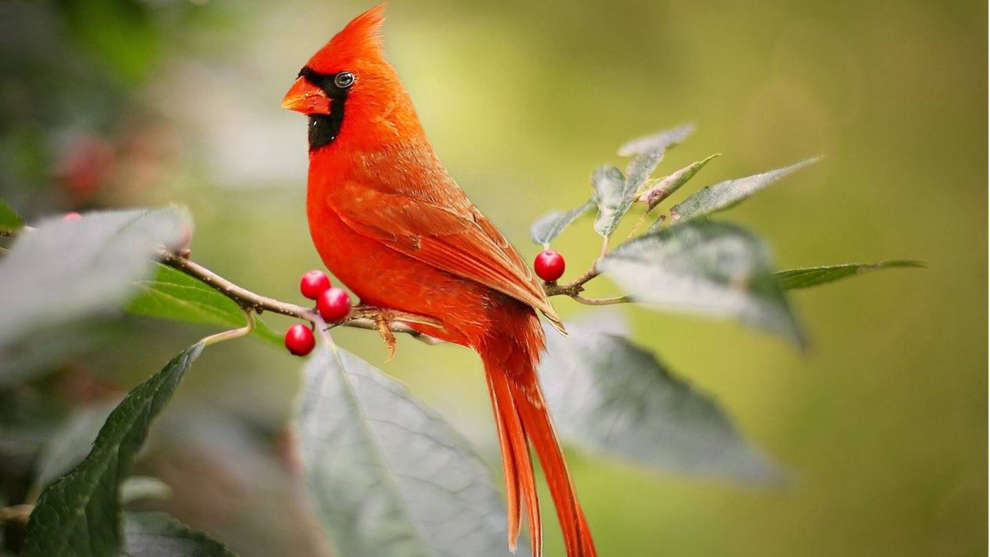 Pennsylvania Man Captures Photo Of Rare Half Male Half Female Cardinal 0649