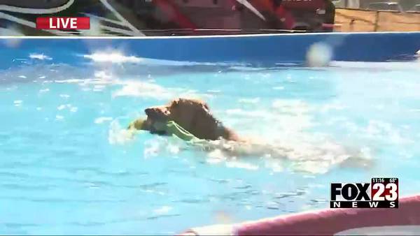 Video: Stunt dogs dock dive at Tulsa State Fair