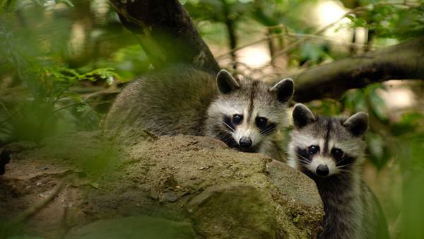 Pryor Animal Control seeing positive cases of distemper in raccoon population  