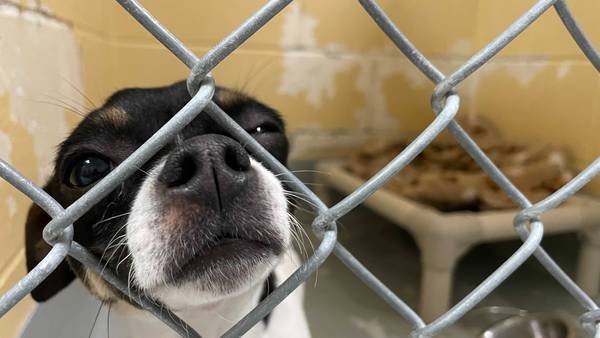 Tulsa Animal Welfare running adoption special as shelter nears capacity