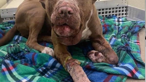Two family dogs shot in their front yard in north Tulsa