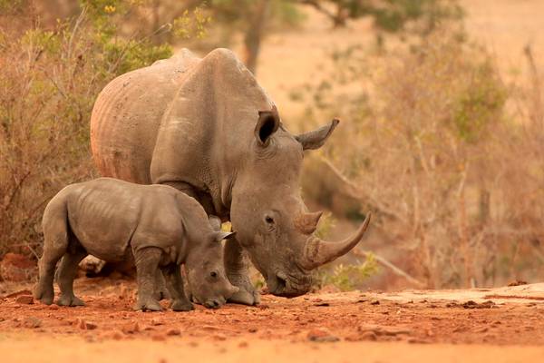 Zoo announces birth of white rhino