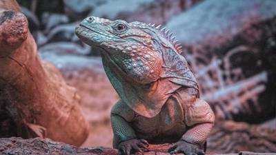 Tulsa Zoo announces death of 31-year-old iguana