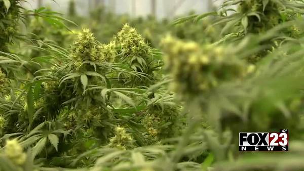 Gov. Stitt sets March 2023 election for recreational marijuana question