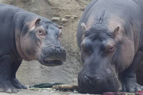 Cincinnati Zoo honors Fiona the hippo with nutcracker statue