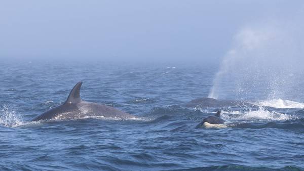 Video shows rare clash between orcas, humpback whales