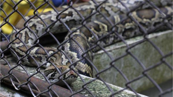 Man found dead in home with more than 100 snakes inside