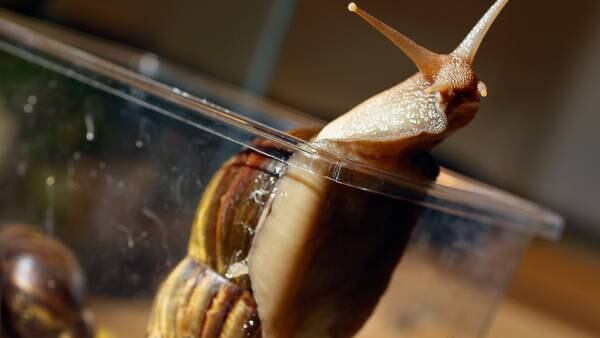 Photos: Giant African land snails