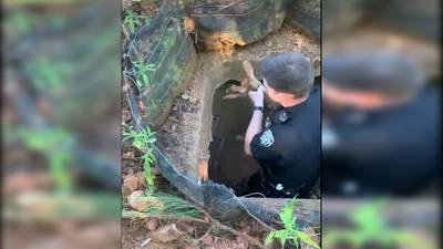‘Never a dull moment’: Georgia deputy rescues baby deer from hole