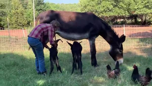 Rare twin donkeys born in Oklahoma