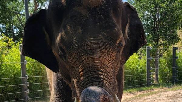 OKC Zoo adds new Asian elephant to growing herd