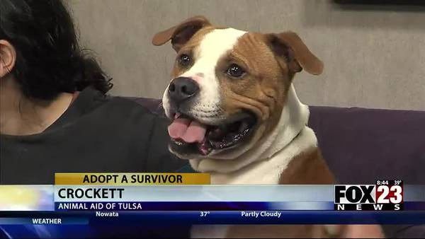 Adopt a Survivor: Meet Crockett