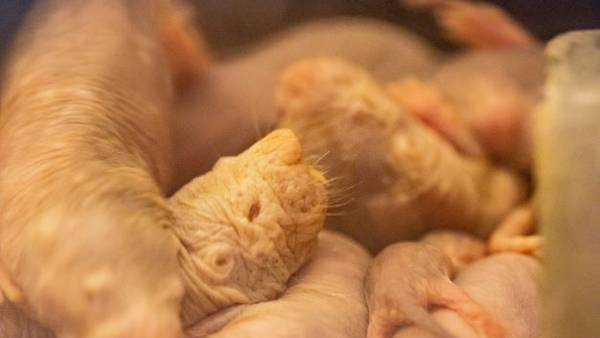 Tulsa Zoo welcomes new naked mole-rats