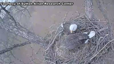 Camera gives rare look at eagle nest in Bartlesville