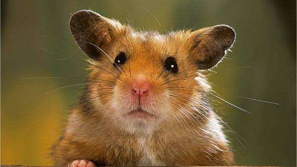 Hong Kong to kill 2,000 small animals after hamsters test positive