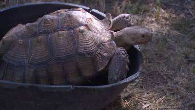 Photos: Tulsa man reunited with missing pet tortoise