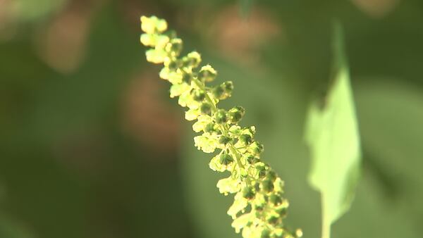 “Very High Alert” for ragweed in Oklahoma