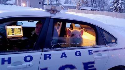 Elvis the pig: Anchorage police bring home the bacon from the cold