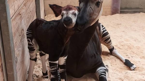 OKC Zoo announces birth of rare, endangered okapi calf
