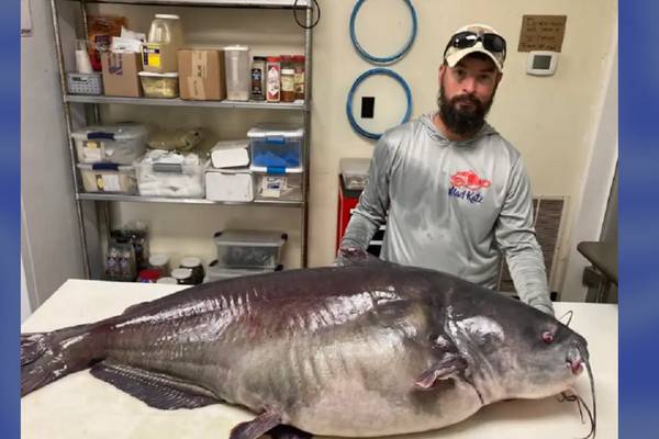 Big catch: Man who reeled in 118-pound catfish could set Tennessee state record
