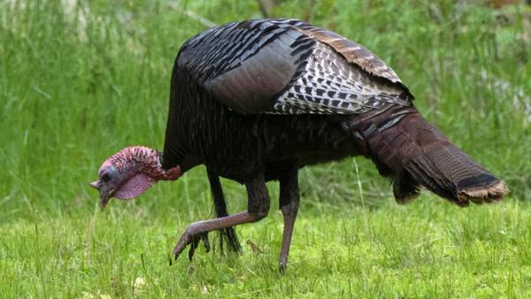 Oklahoma Wildlife Department looks to turkey DNA for clue to population decline