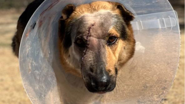 Tulsa dog recovering after he was slashed by machete