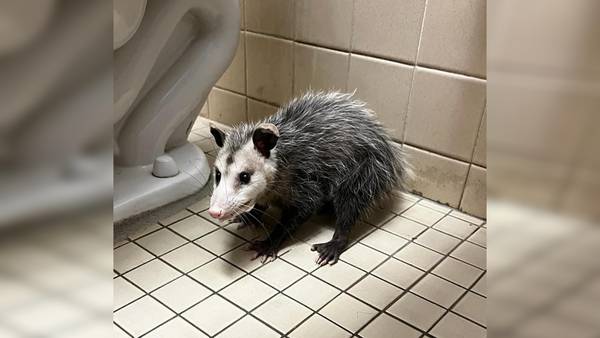 Florida school intruder identified as opossum in girls’ bathroom