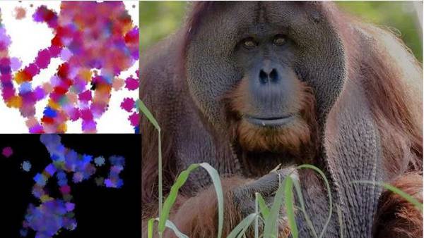 OKC Zoo Orangutan creating digital art for the endangered creatures of the world 