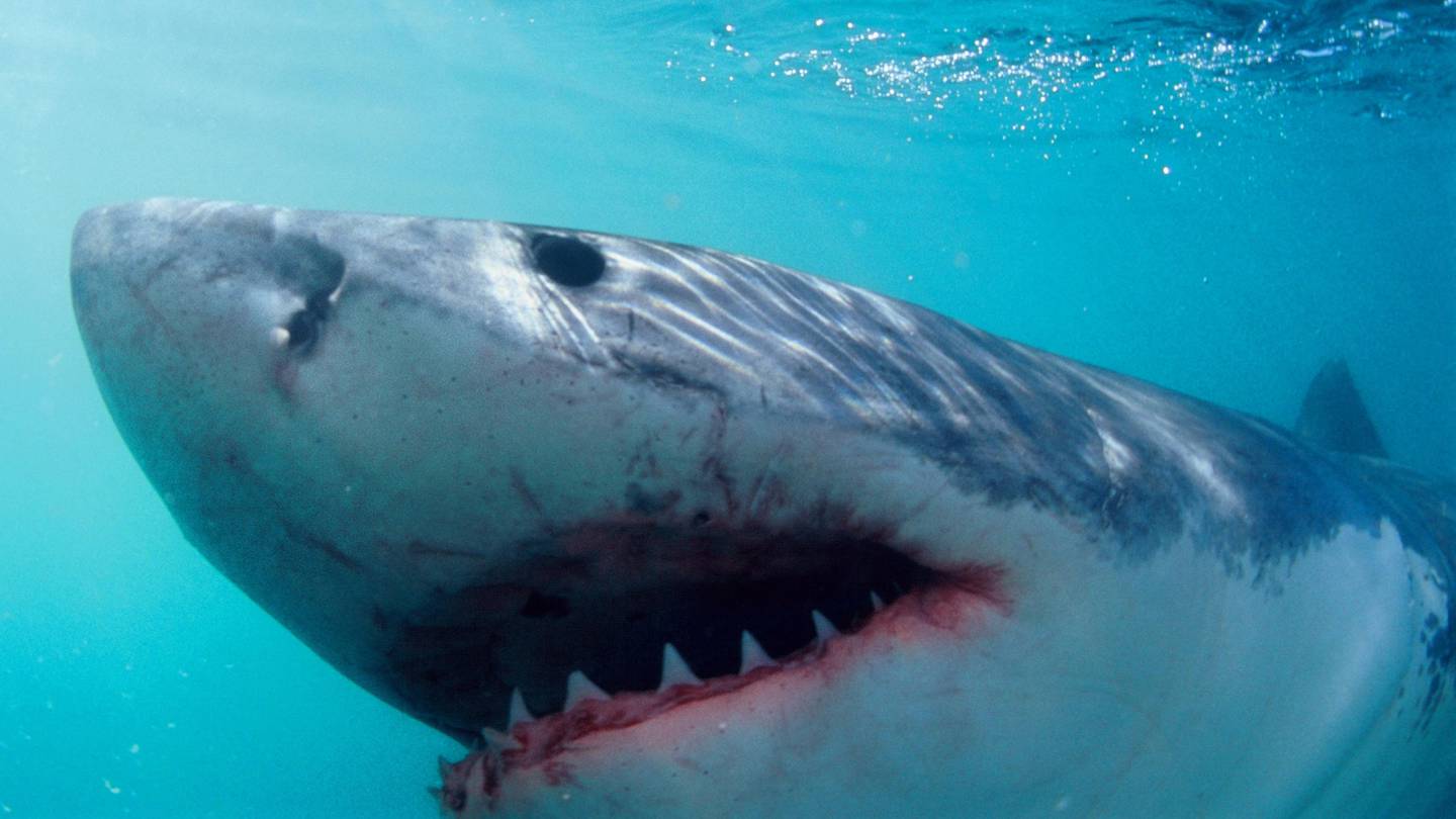 Myrtle Beach shark attacks Woman attacked in waistdeep water