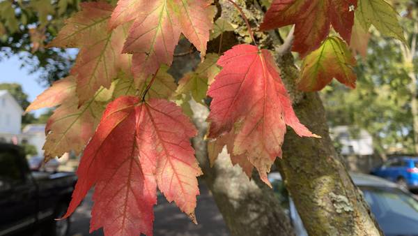 #FOX23Foliage: Tracking Oklahoma’s fall foliage