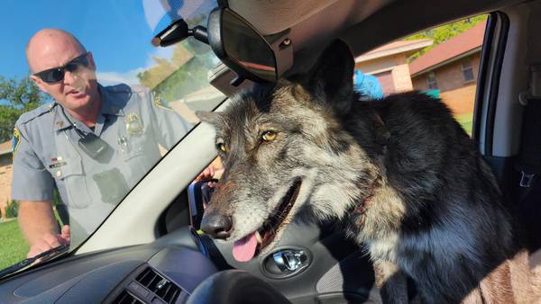 OKC officers called after a wolf sighting, animal is actually a missing dog