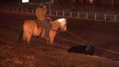 PHOTOS: Cowboys wrangle cattle on I-44 in Tulsa